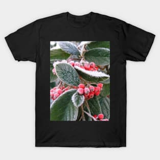 Frost Berries: close-up photo of red berries and green leaves with white frost T-Shirt